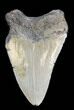 Bargain Megalodon Tooth - North Carolina #38685-1